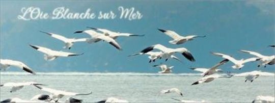 condo de luxe pr�s du fleuve